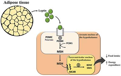 Adipocentric origin of the common cardiometabolic complications of obesity in the young up to the very old: pathophysiology and new therapeutic opportunities